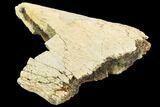Triceratops Frill Section - Montana #104186-1